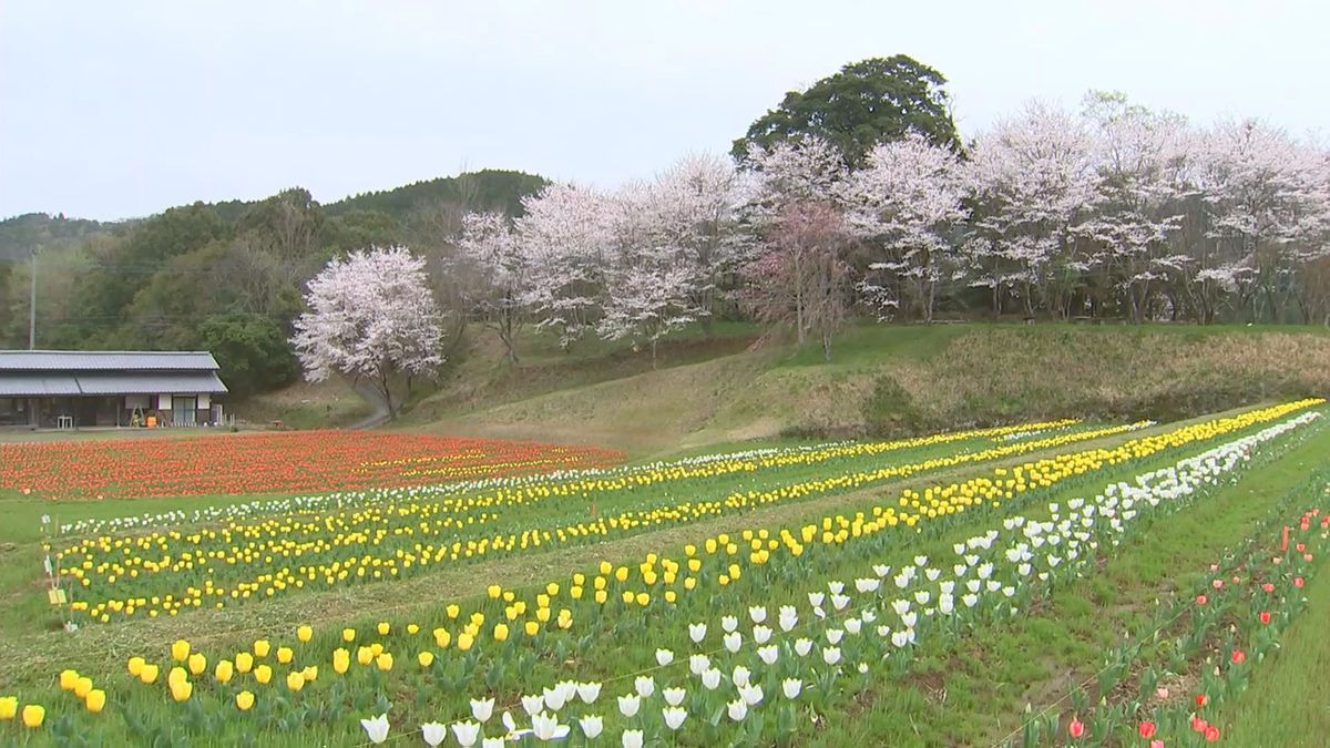 佐伯　棚田を彩る4万本のチューリップ　桜とともに春の景色広がる　大分