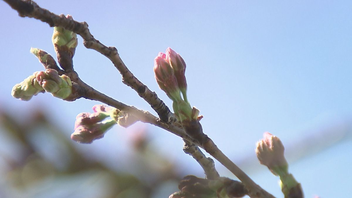サクラ開花宣言間近か…ことし初の夏日を記録した地点も　日田市の公園では花見を楽しむ人の姿　大分