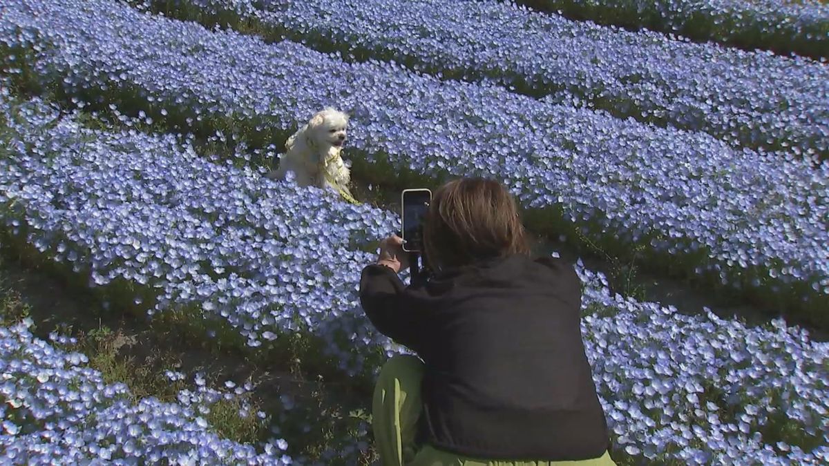 青の洞門の対岸に約70万本のネモフィラ「空色のお花がいっぱい」子供たちも大喜び　大分県中津市