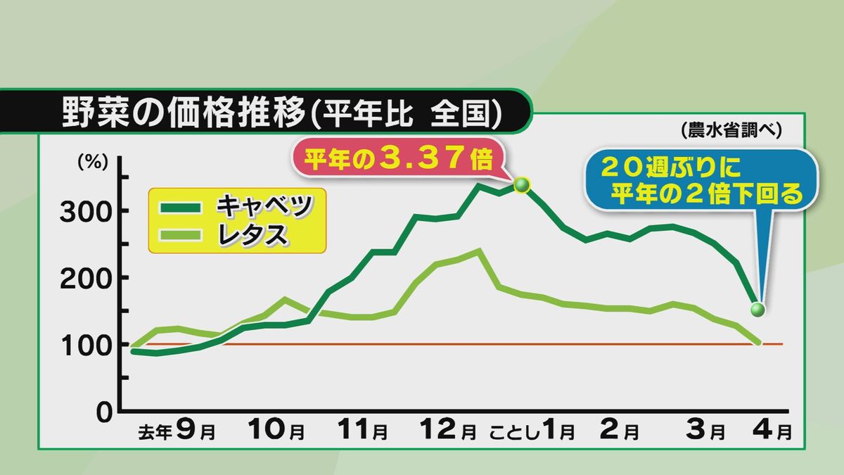 キャベツようやく値下がり　20週ぶりに平年の2倍下回る　1玉300円のレタスも半額ほどに　大分