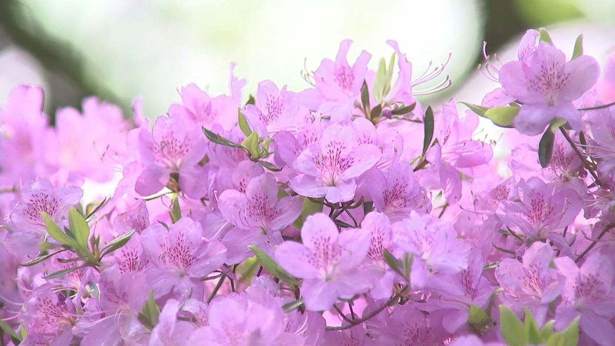 小ぶりなピンク色の花「フジツツジ」見ごろ　佐伯市蒲江で約5万本群生