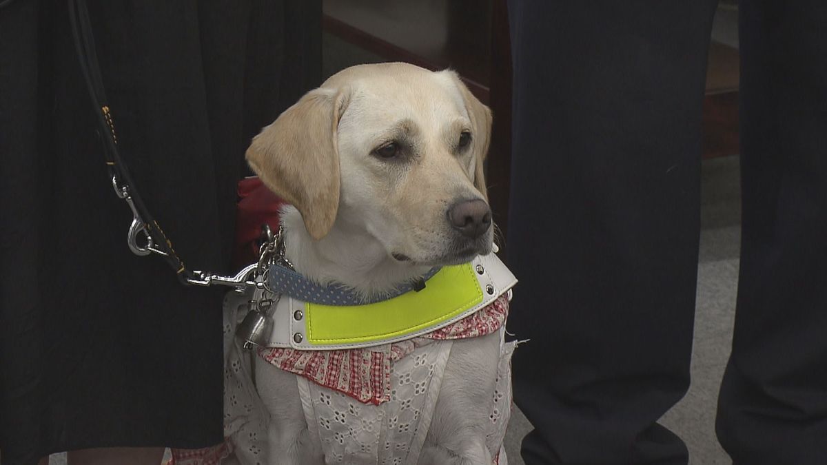 盲導犬貸与式　ラブラドールレトリバー「チェロ」飼い主のもとへ　大分県内で70匹目