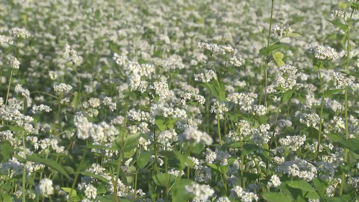 白く可憐な秋ソバの花が見ごろ　11月に実を収穫して新そばに　大分県豊後高田市