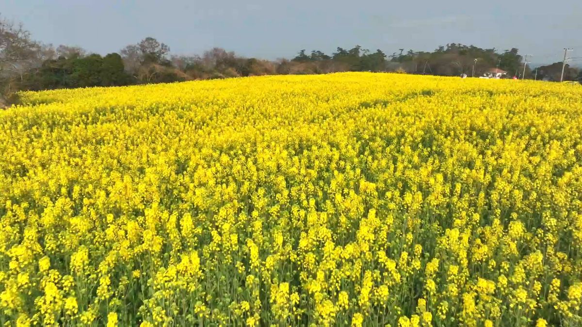 異例！3月観測は全国初　大分県内で真夏日に　暖かさで2700万本の菜の花も見頃に　圧巻の光景