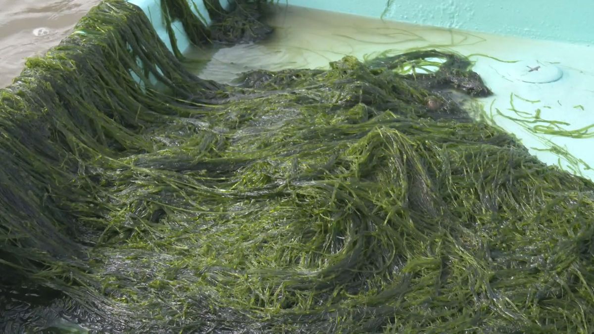 伝統のアオノリ漁が最盛期　漁師たちが竹ざおを使い手際よく収穫　宇佐市・大分