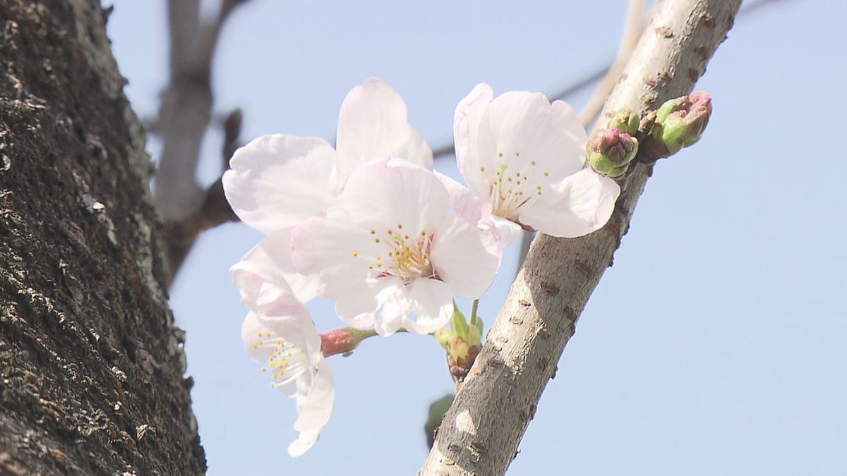 桜の開花発表　平年より1日遅く2024年より5日早い開花　大分県