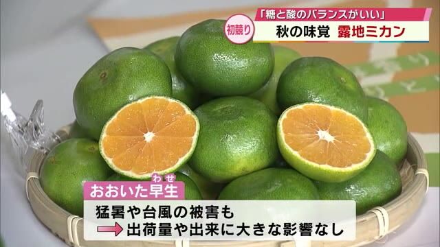 極早生の露地ミカン「おおいた早生」初競り　　最高値は5キロ3万5000円　大分