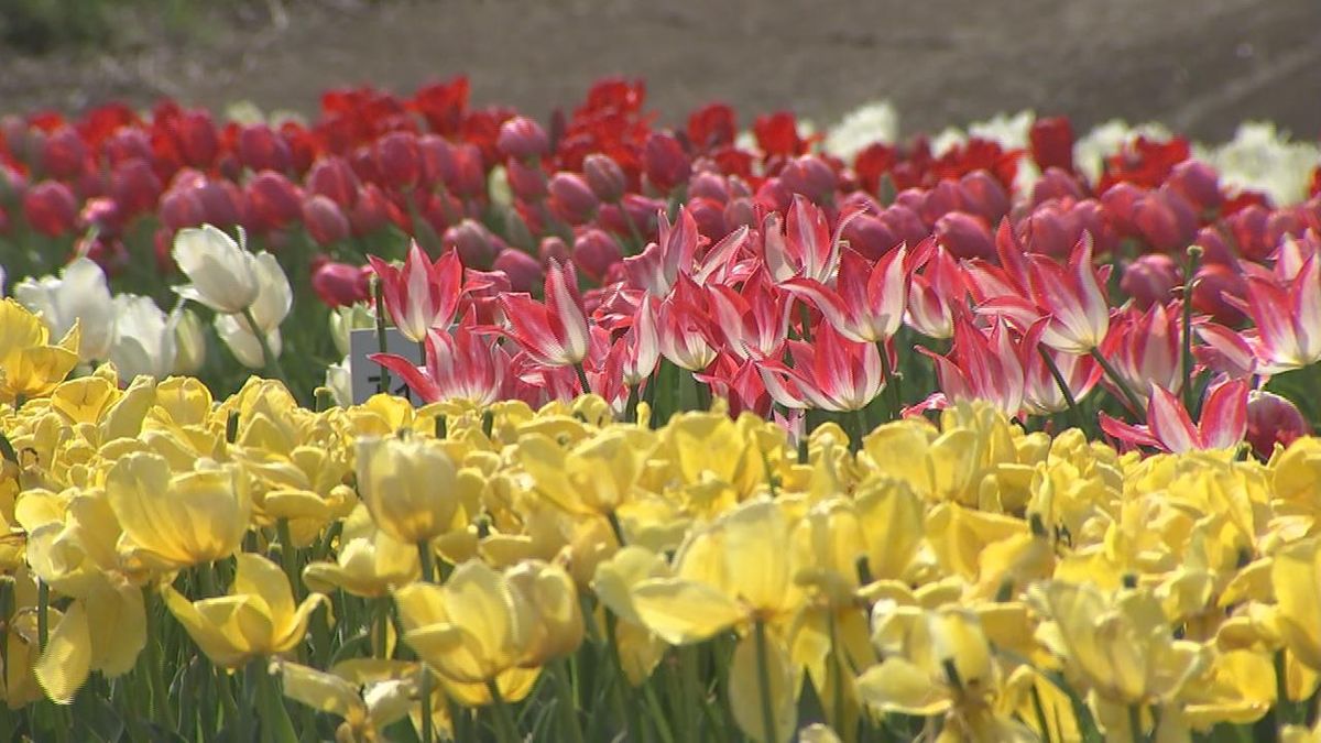 春の風物詩　「おがたチューリップフェスタ」約130種・28万本が咲き誇る　大分