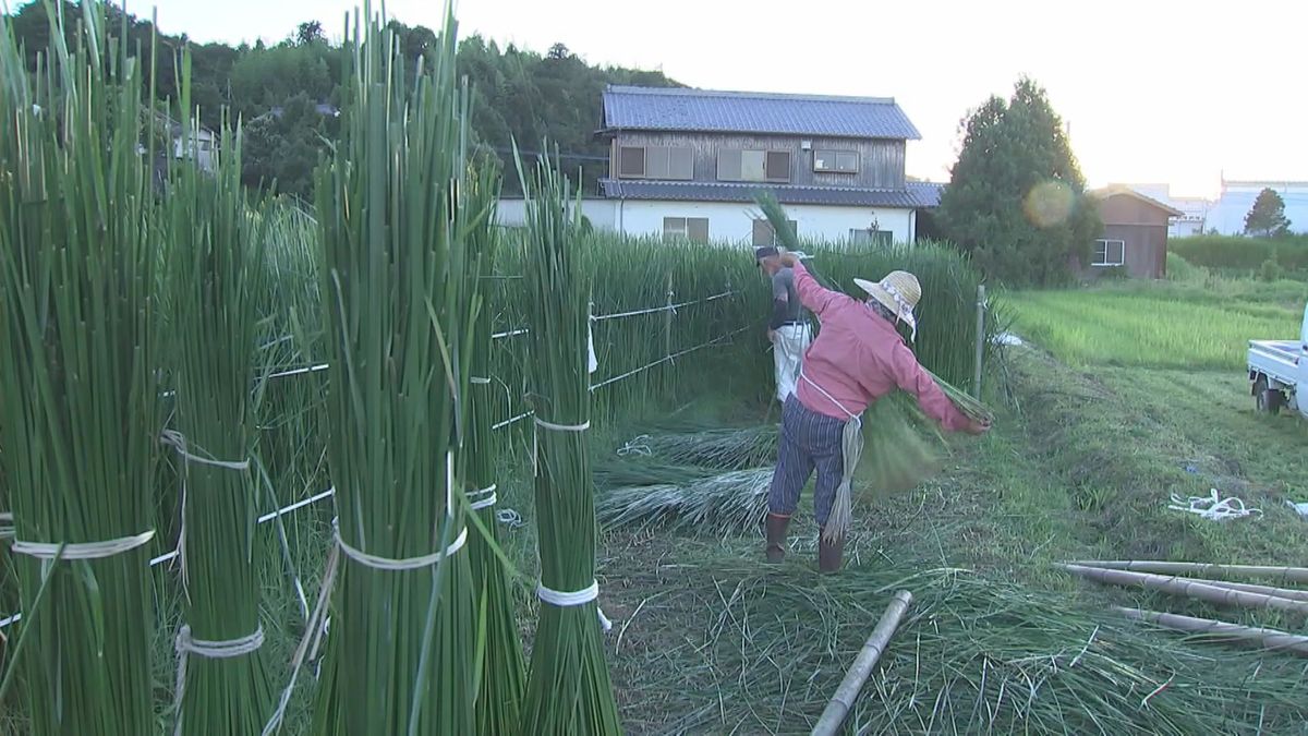 畳表の材料「七島イ」刈り取り作業　最盛期　全国唯一の生産地・大分県国東市