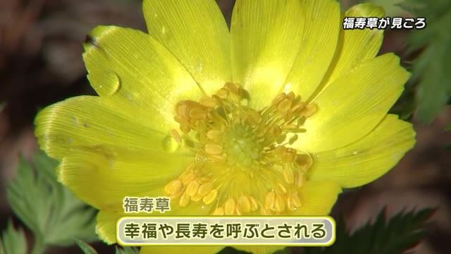 幸福や長寿を呼ぶ「福寿草」　かわいい黄色い花がいま見ごろ　大分