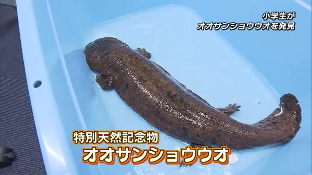 オオサンショウウオ Earthquake prediction?] I came across a gigantic salamander while