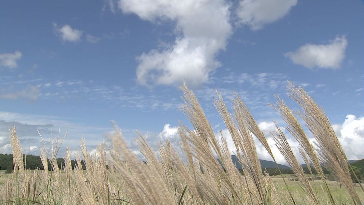 ススキが風に揺られ…　ようやく秋の気配　大分