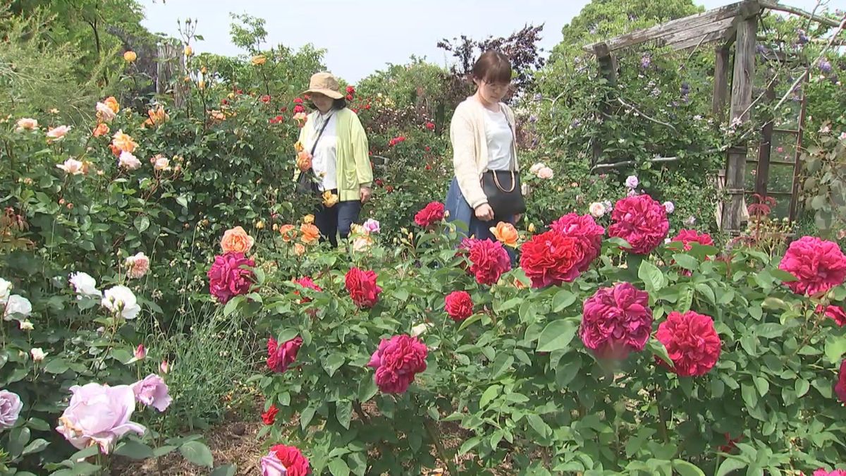 大神ファームでバラが満開　来園者を魅了「バラになりたい」約1000種、1500株を栽培　大分県日出町