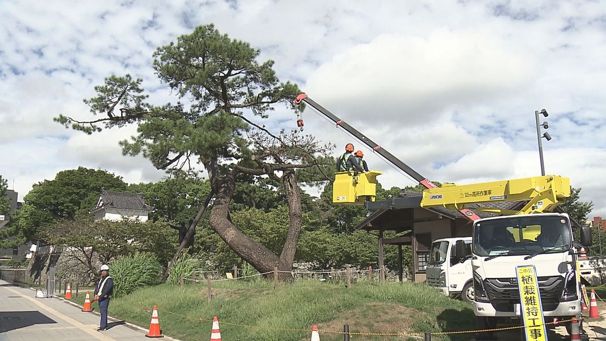 「移植のクロマツ」おおむね順調に育つ　通行の妨げで2年前に国道沿いから近くの公園へ　大分