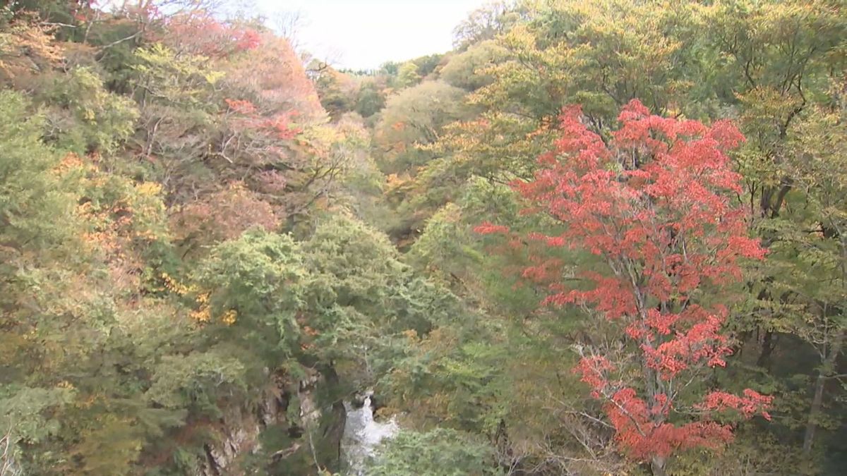 「立冬」今シーズン一番の寒さも…　夏の暑さの影響で紅葉の見ごろは遅くなる見込み　大分