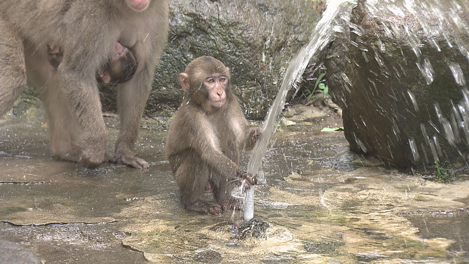 おさるのプール開き 泳いだり 水の中を潜るサルも「涼しそう」大分市