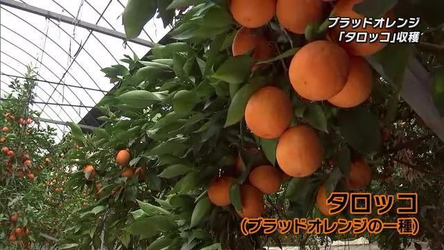 「タロッコ」収穫始まる　ブラッドオレンジの一種　大分