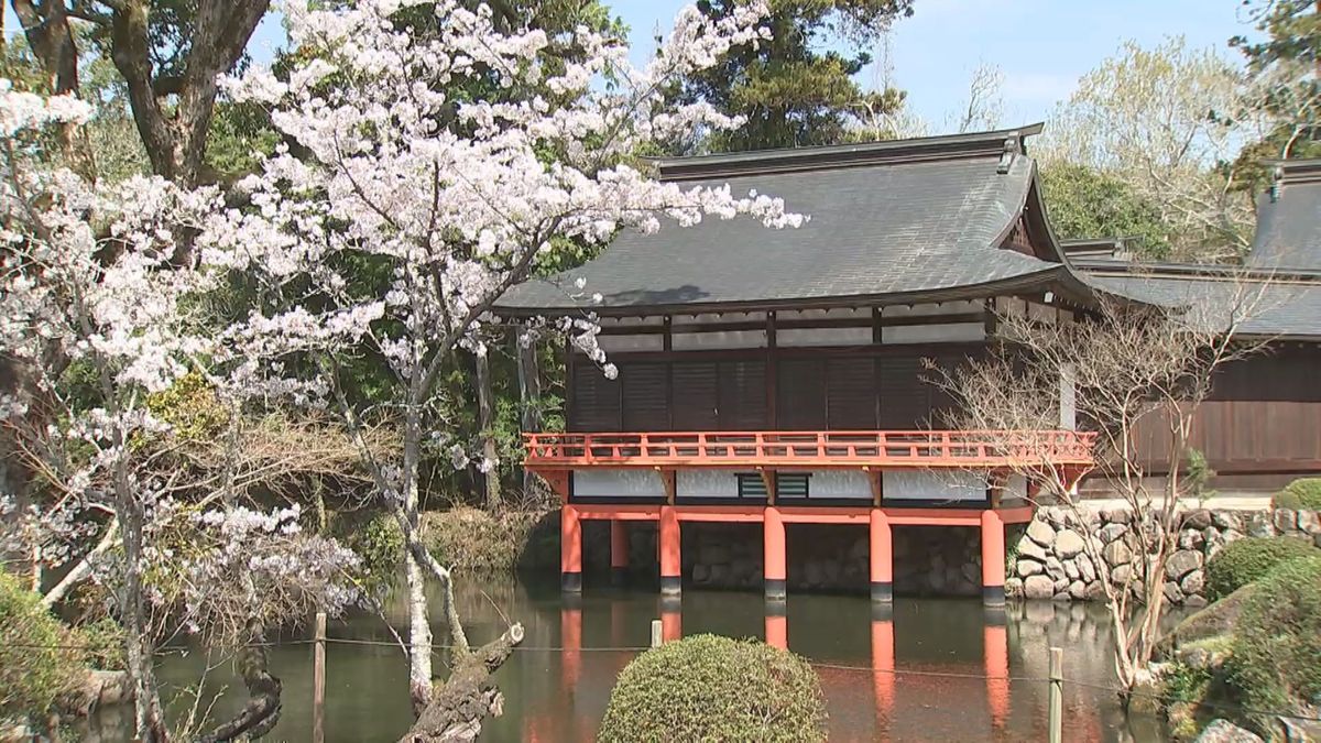 創建1300年　宇佐神宮で桜が満開　表参道周辺では花見を楽しむ人たちの姿　大分
