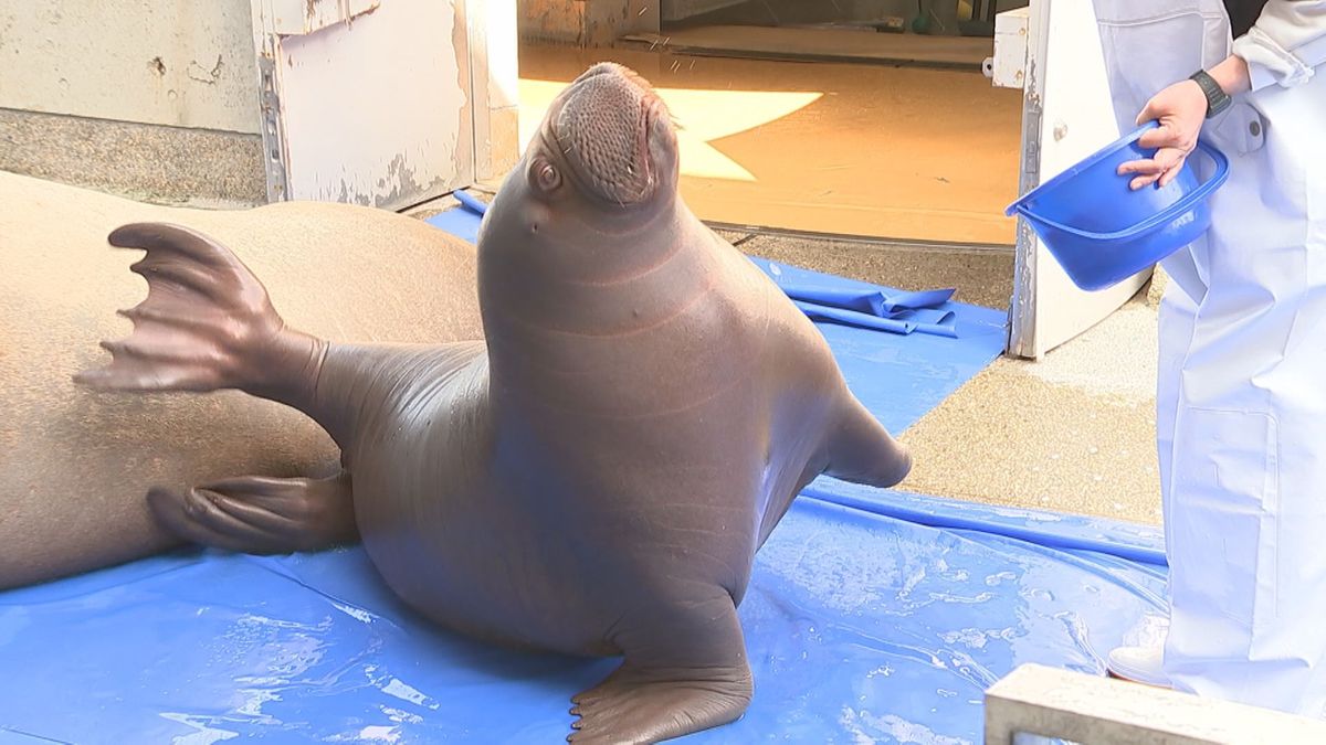 「癒される」ゴマフアザラシ、ムフロンシープ、シロオリックス…大分県内で動物の赤ちゃん続々誕生