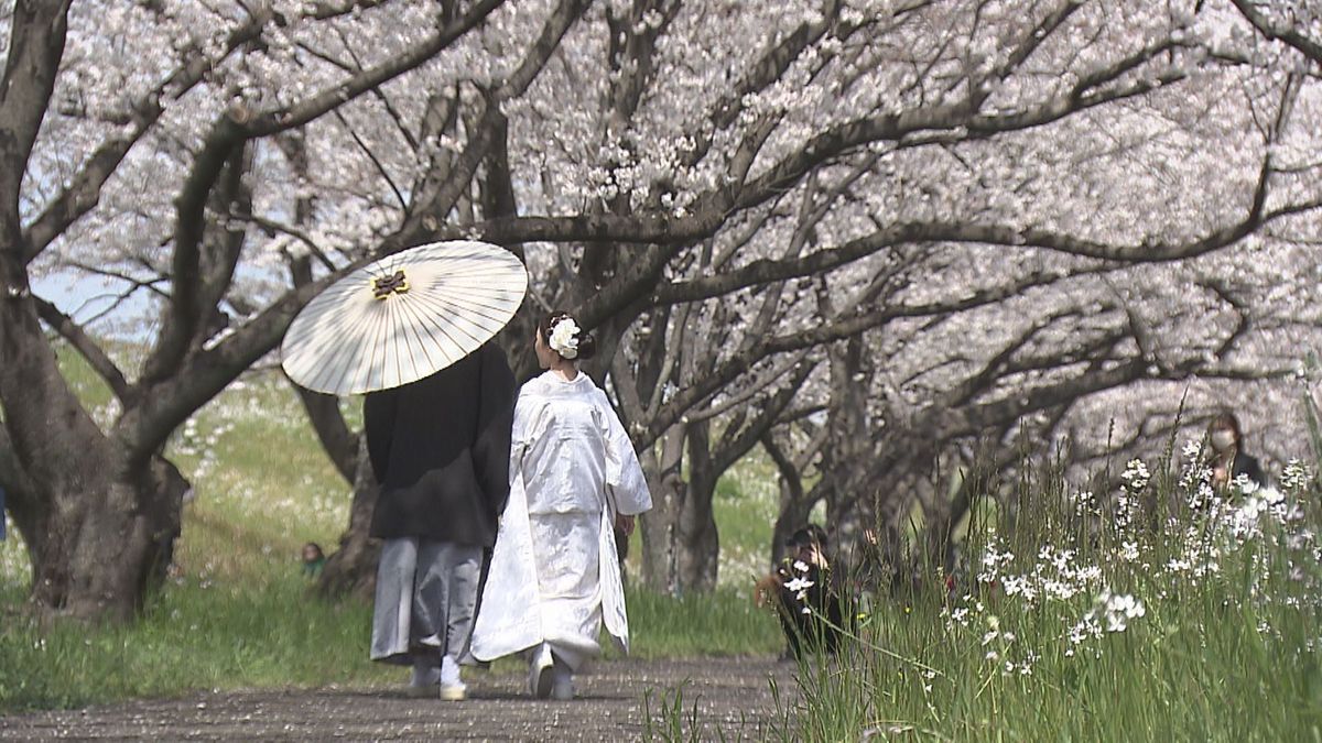 桜まもなく満開発表？川沿いにおだやかな春の景色広がる　大分