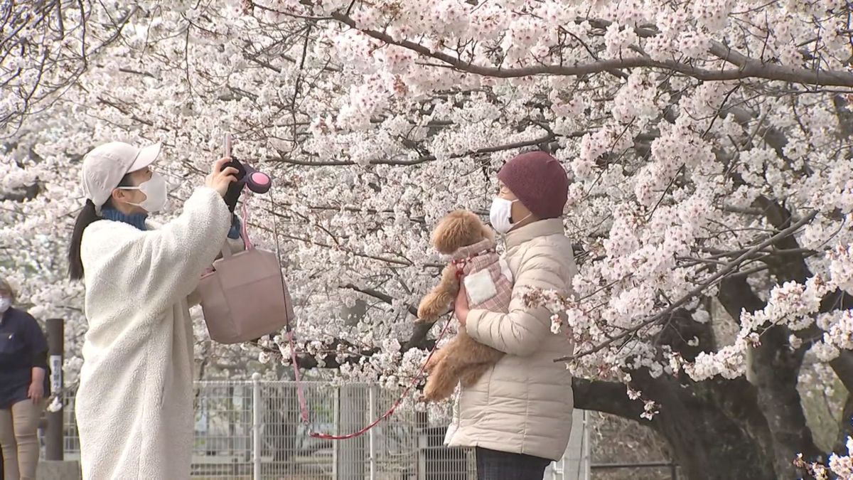各地で満開　5日6日は絶好のお花見チャンス　菜の花との共演やライトアップ…大分桜スポット一気に紹介　