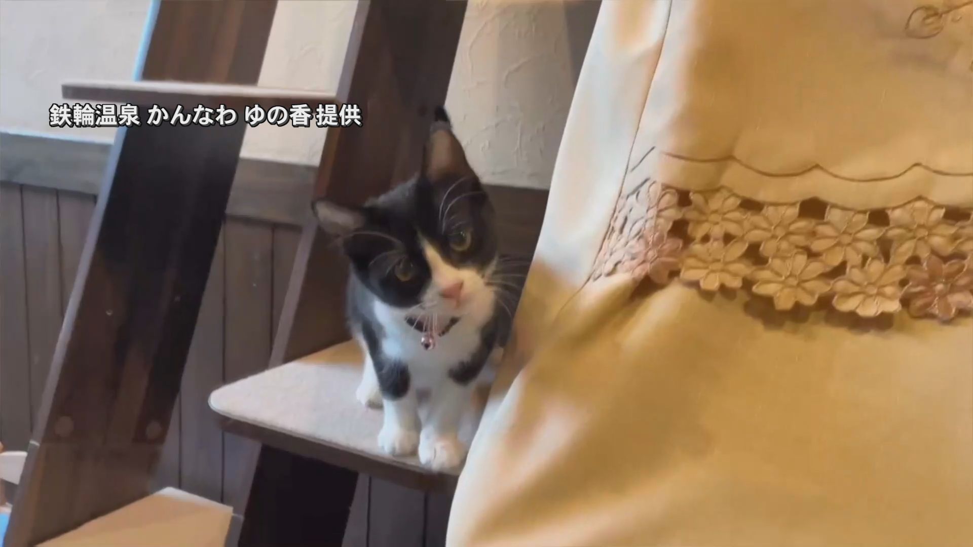わははの猫 タイ猫