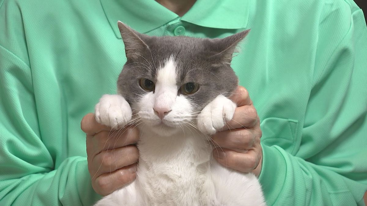 2月22日は「猫の日」 全国の宿“看板猫”ランキング “看板猫”ランキング大分の猫が3匹も 大分