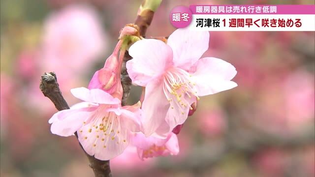 暖冬の影響…“早咲き”の河津桜　例年より1週間早く咲き始める　暖房器具の売れ行きにも異変　大分