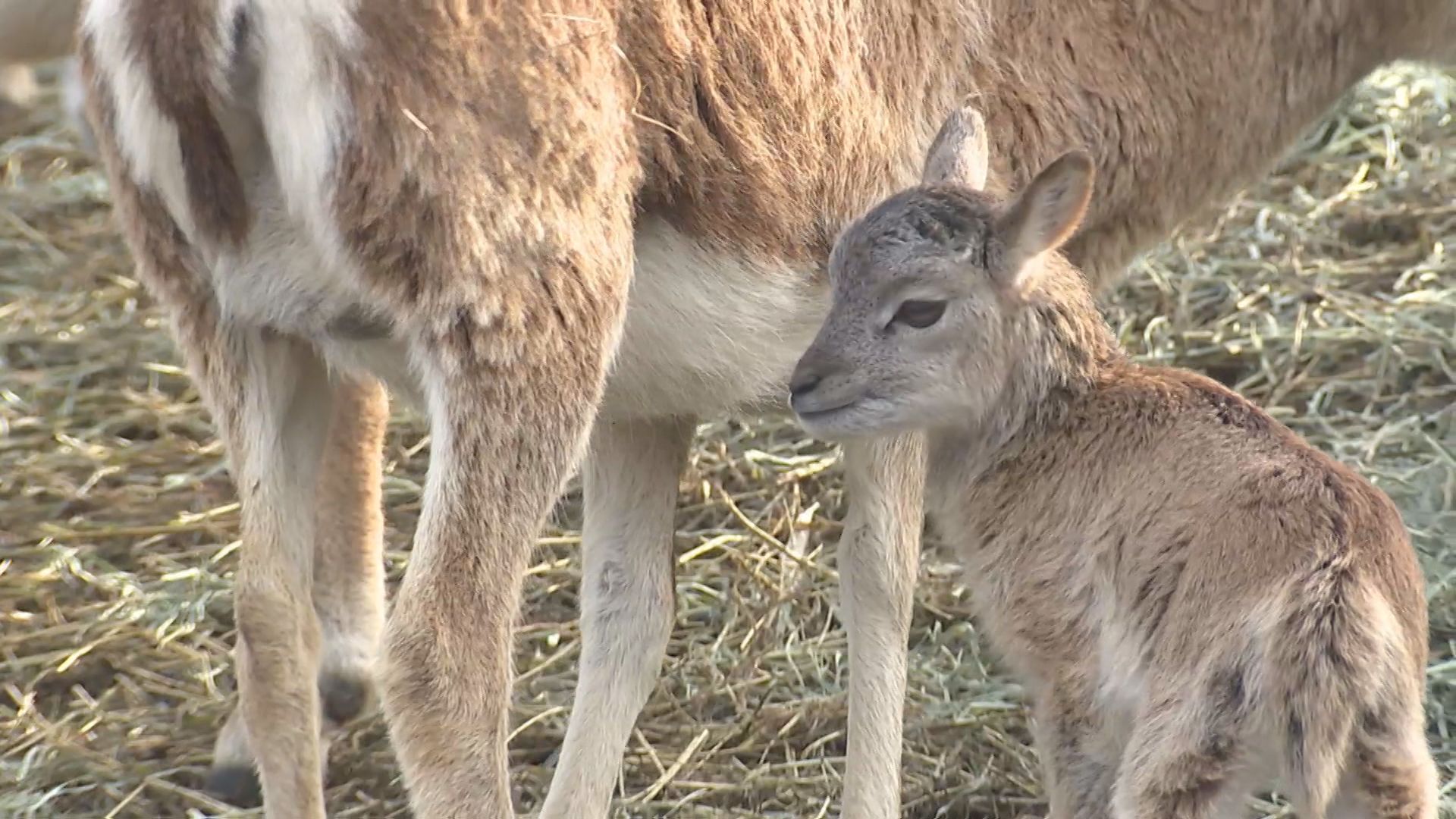 アフリカンサファリで春のベビーラッシュ 2月に生まれたムフロンシープ