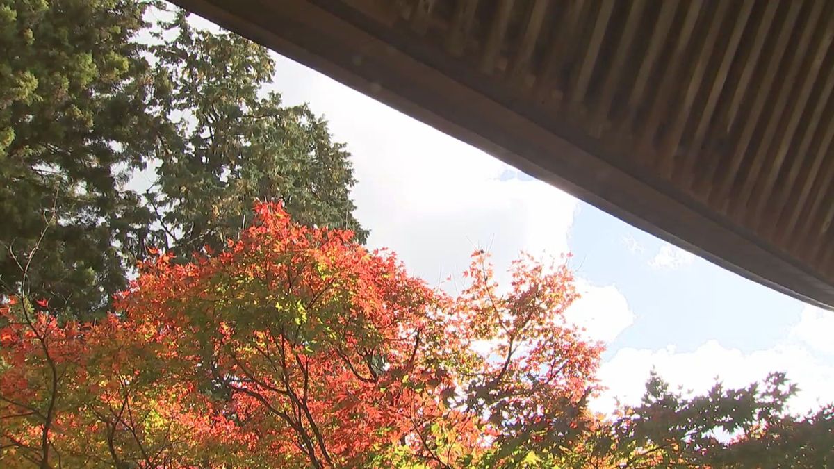 国東市の紅葉の名所「両子寺」まもなく見ごろ　暑さの影響で例年より色づき遅れる　大分