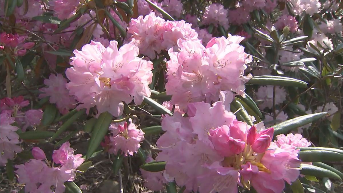 「花の寺」豊後高田市の長安寺で1万2000株のシャクナゲ　5月5日ごろまで見ごろ　大分