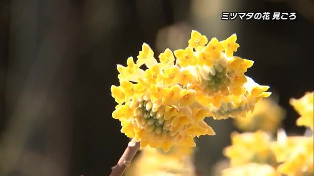 「ミツマタの花」いま見ごろ　3つに分かれた枝先に小さな黄色い花　国東市・大分