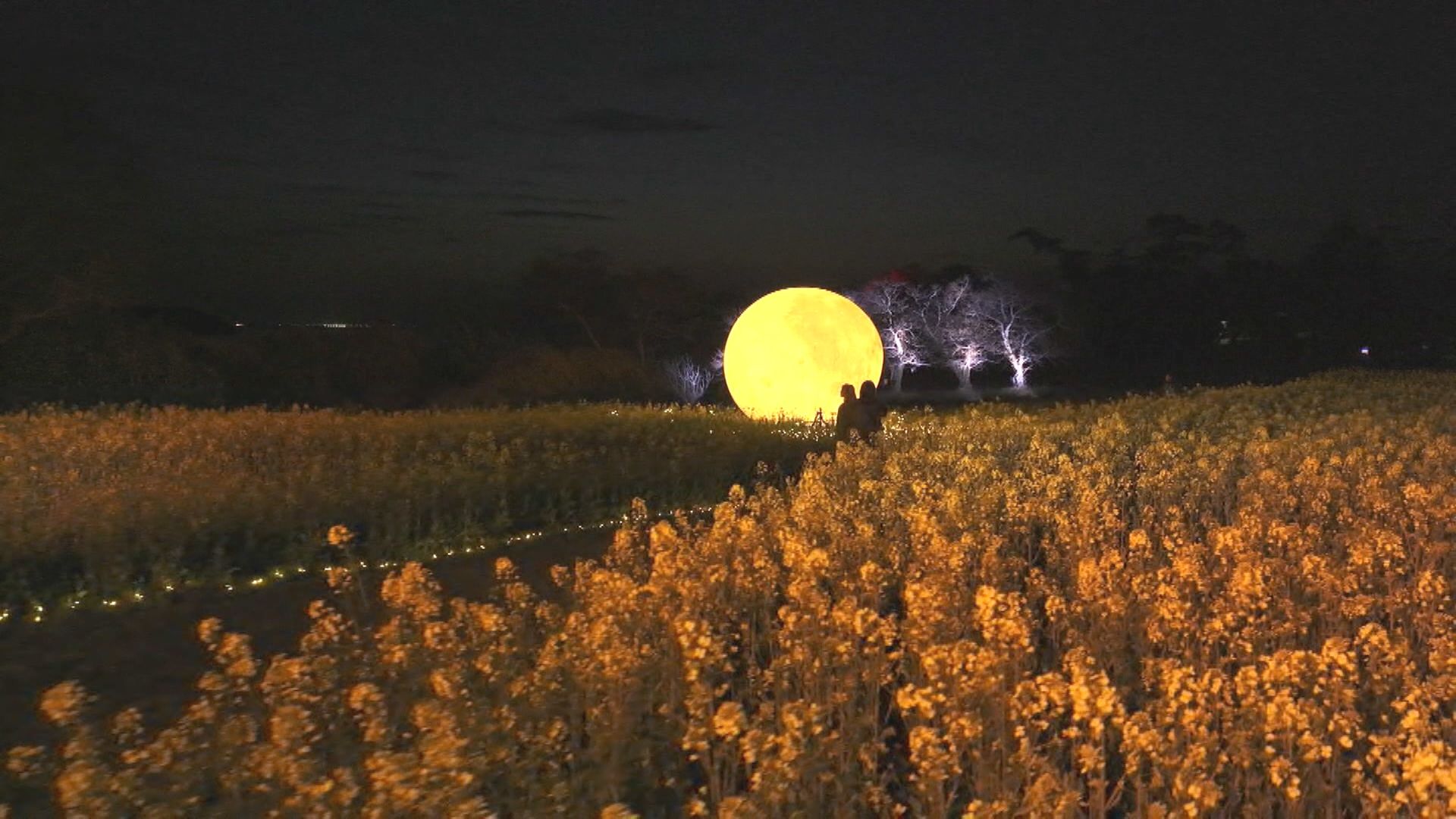 はなはな 1/8 菜の花（ナバナ） | 藤沢市長久保公園 都市緑化植物園・生物多様