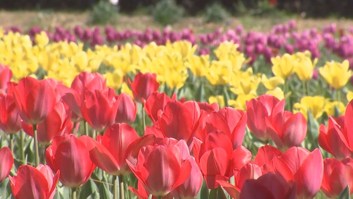 佐伯市の棚田で約4万本のチューリップが見ごろ