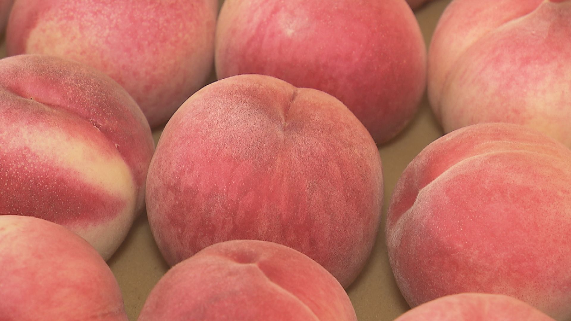 「皮ごと食べていただくのがおいしいです」大玉で糖度高く！長野市でモモの出荷が本格化【長野】