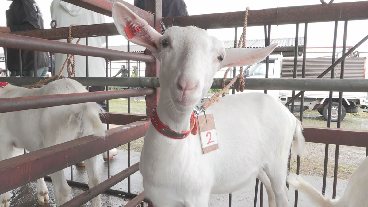 全国でも珍しい子ヤギの競り市 最高額10万円で落札 飼育農家は10年前の 
