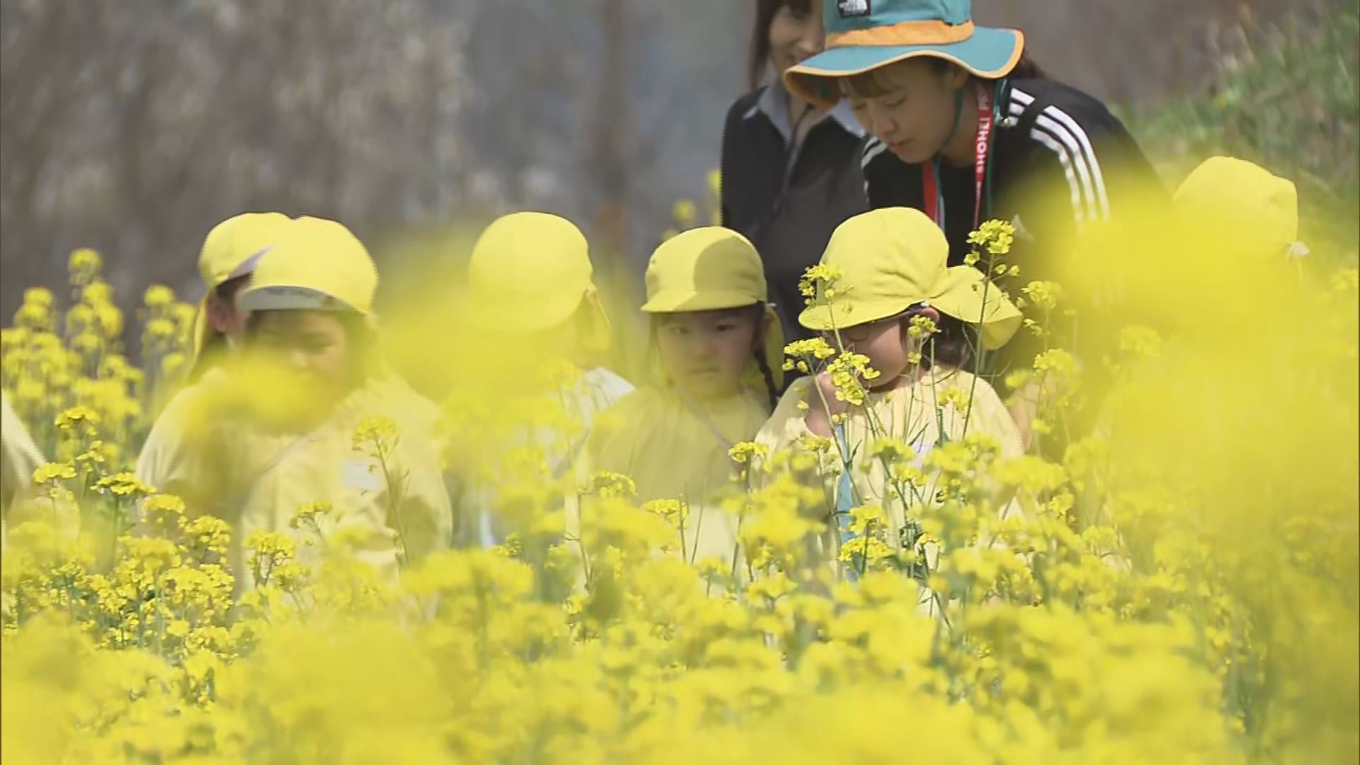 「いいやま菜の花まつり」を前に…早く…