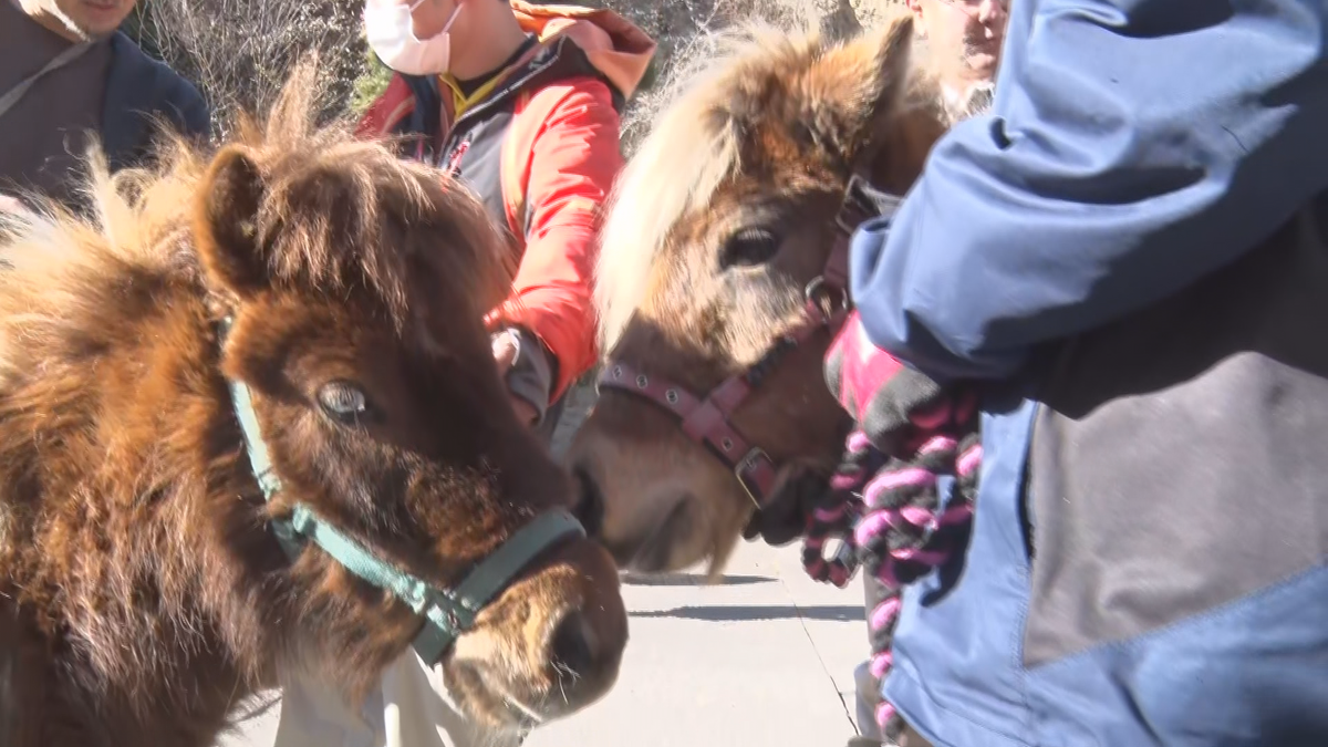 小諸市動物園に２頭のポニーがやって来た！　老舗温泉旅館育ちの「モカ」と「ポン太」　歩いて動物園までお引越し お披露目は４月～