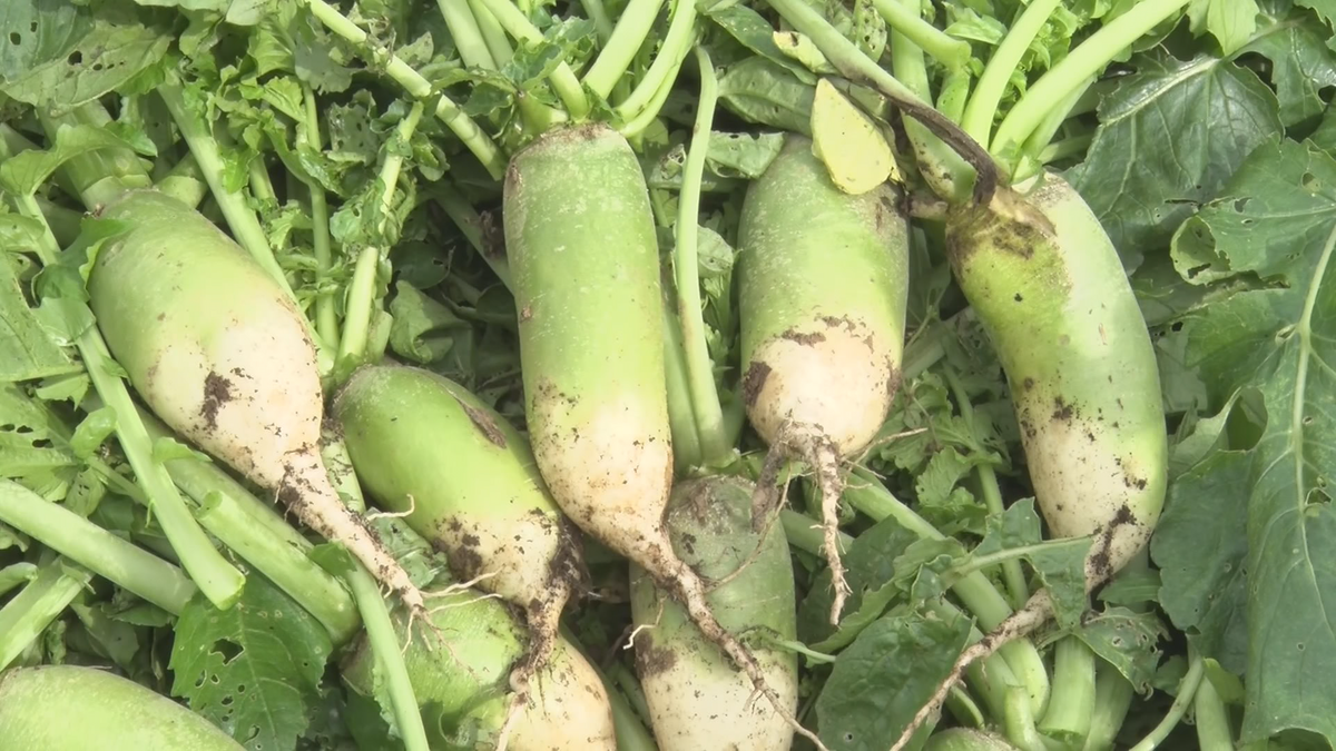 とったどー！」うえだみどり大根の収穫 小学生が地元の伝統野菜を収穫