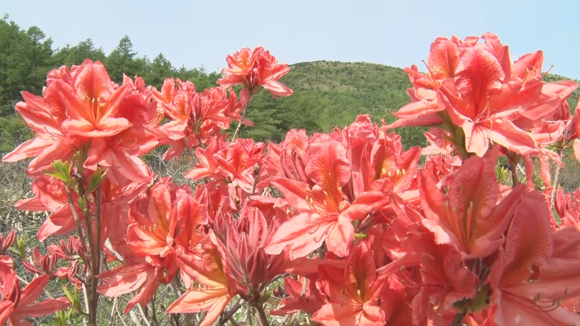 国の天然記念物指定のレンゲツツジ見頃…