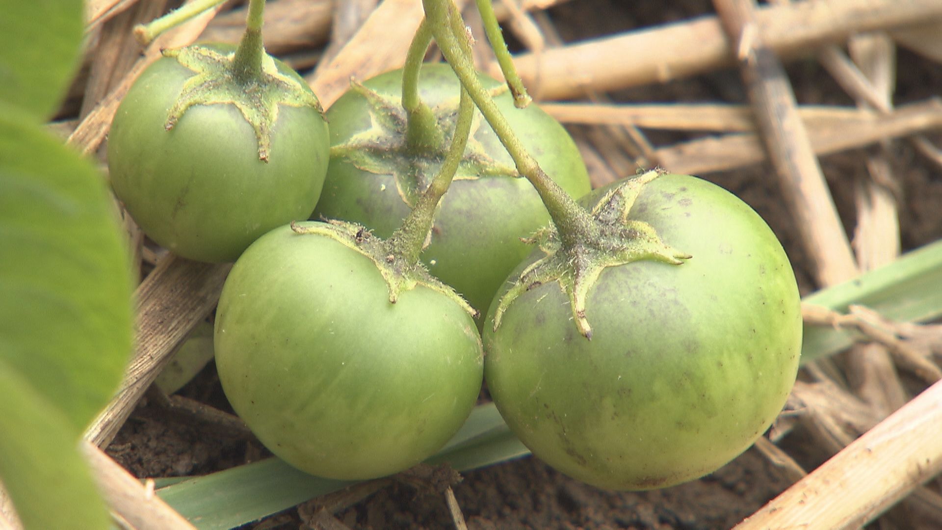 【特集】ジャガイモの茎にトマト？　佐…