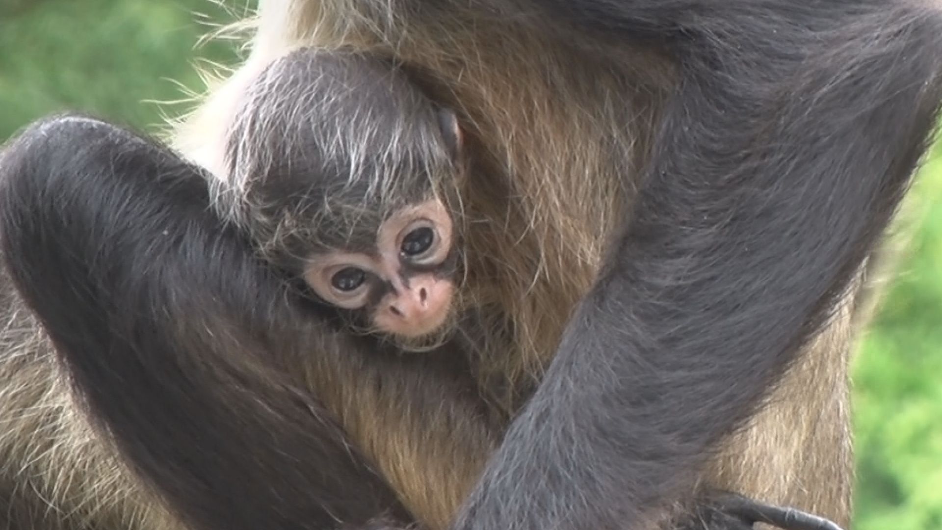お母さんに一生懸命くっついているのは小さいときだけ！動物園で22年ぶり誕生　ジェフロイクモザルの赤ち…