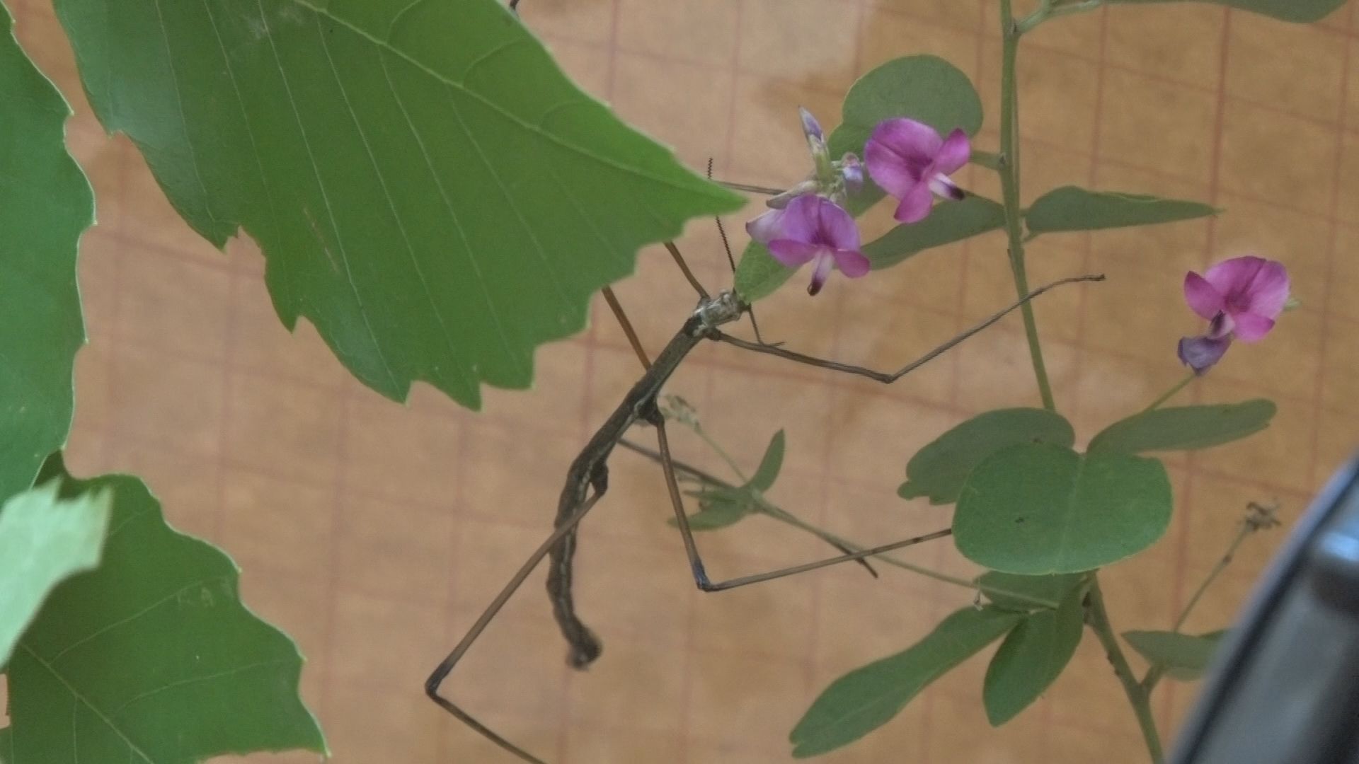 幻の昆虫・ナナフシモドキの雄発見　松…