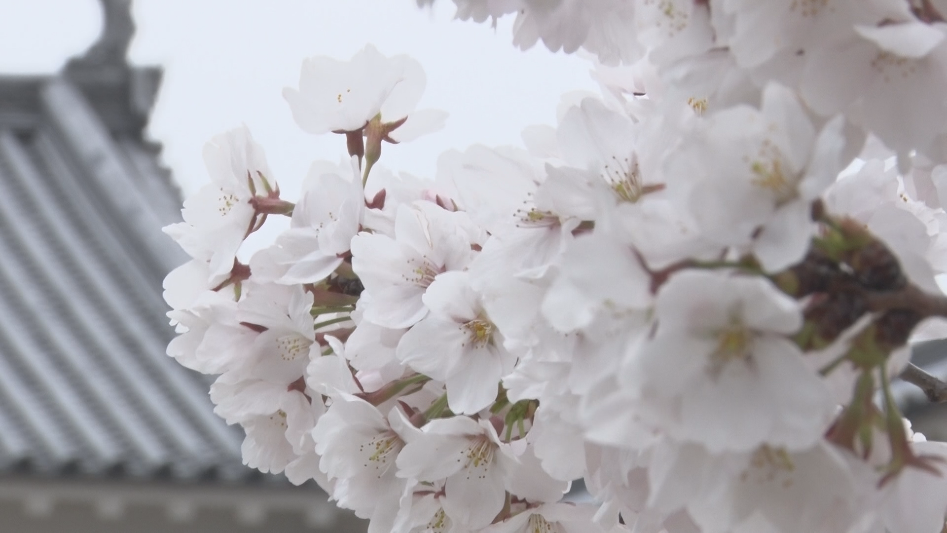 国宝松本城　外堀のサクラは８分咲き　日曜日は天気回復へ【長野】