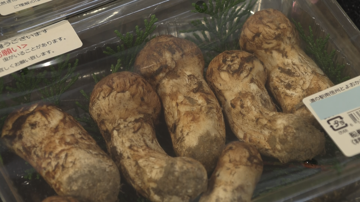 秋の味覚マツタケようやく店頭に… 猛暑や少雨の影響で半月ほど生育遅れ