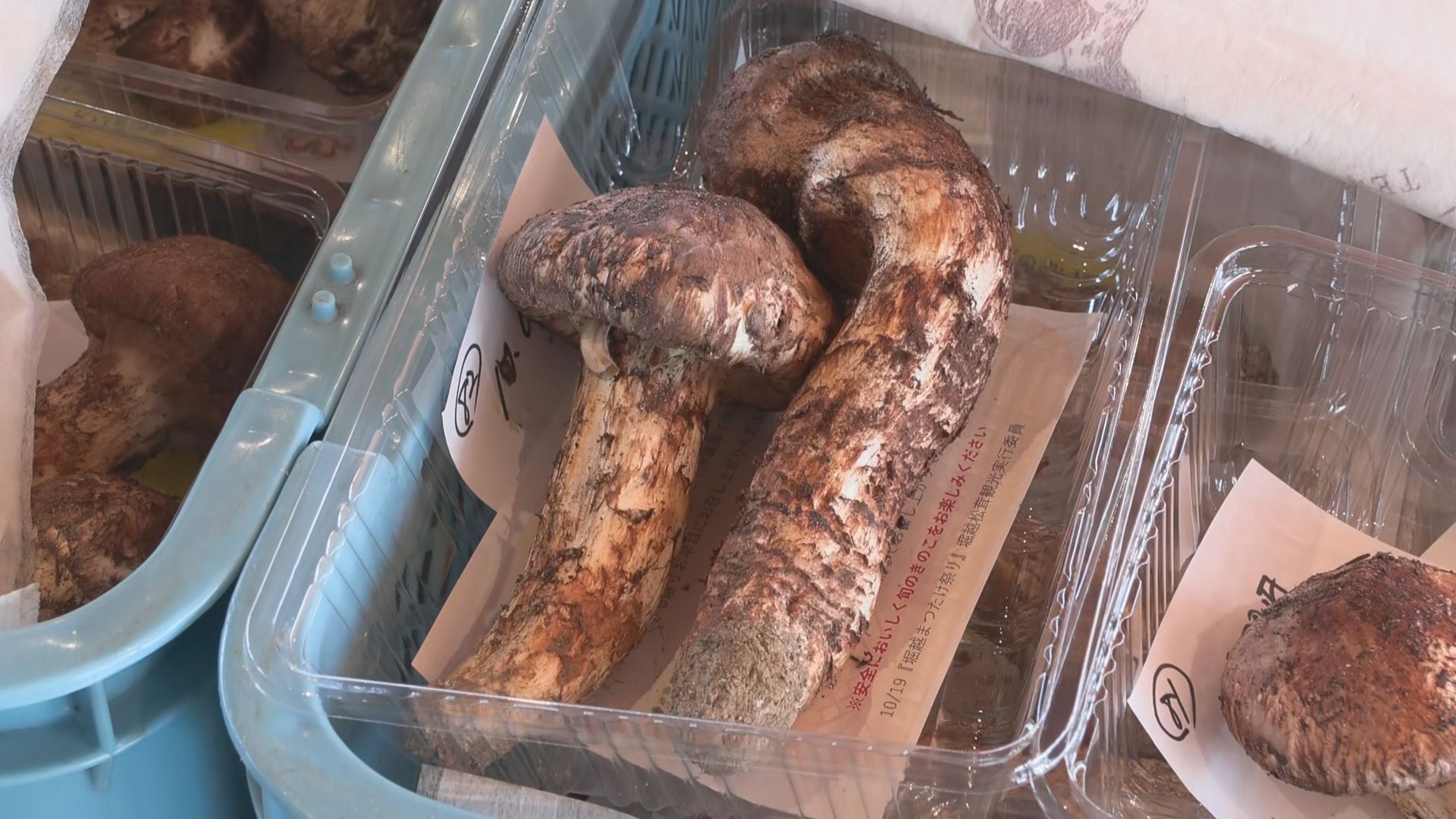 【特集】信州に“マツタケ推し”の村！…