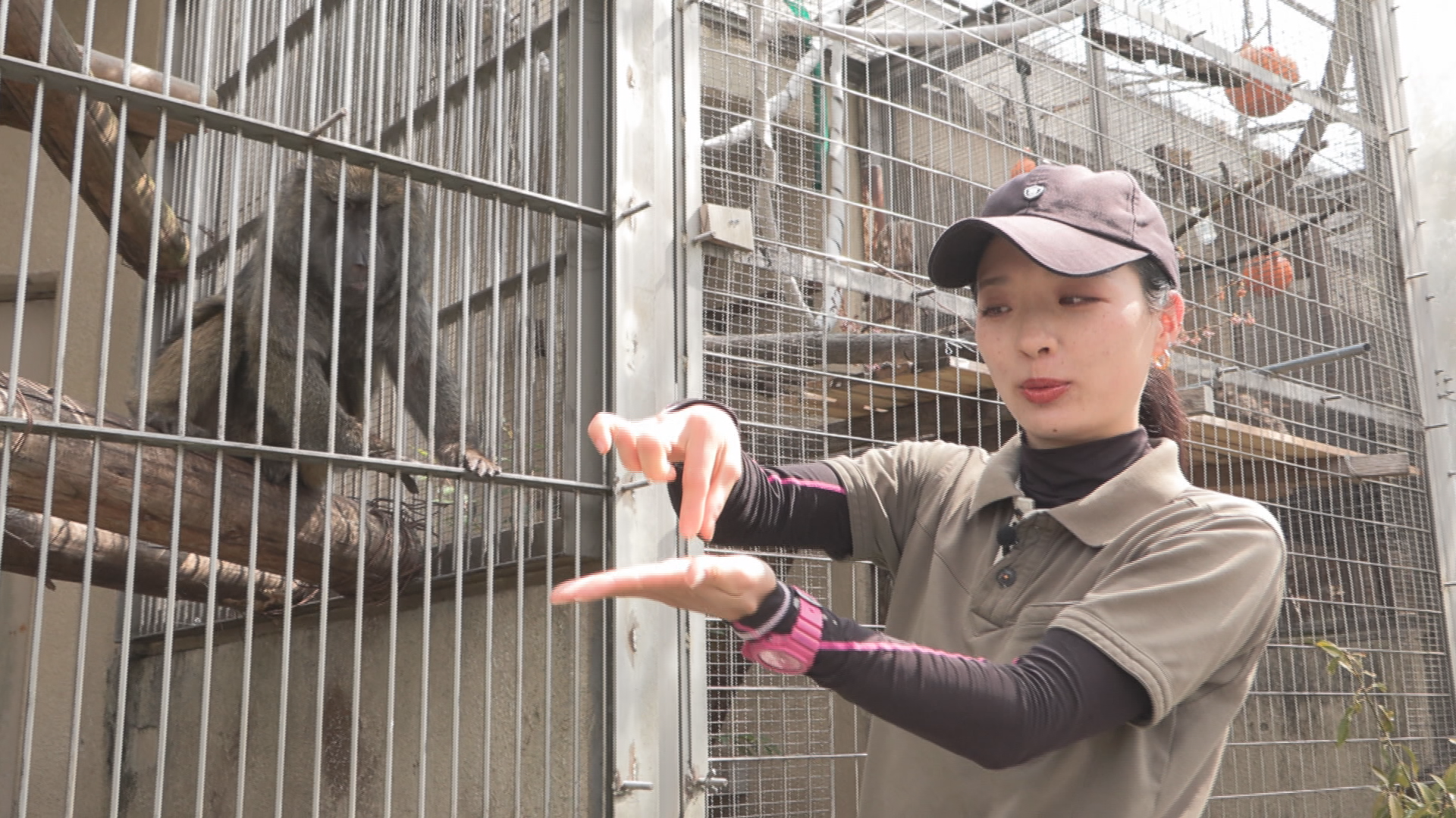 【特集】「“最強の飼育員”になりたい」25歳女性飼育員の奮闘記！　飯田市立動物園【長野】