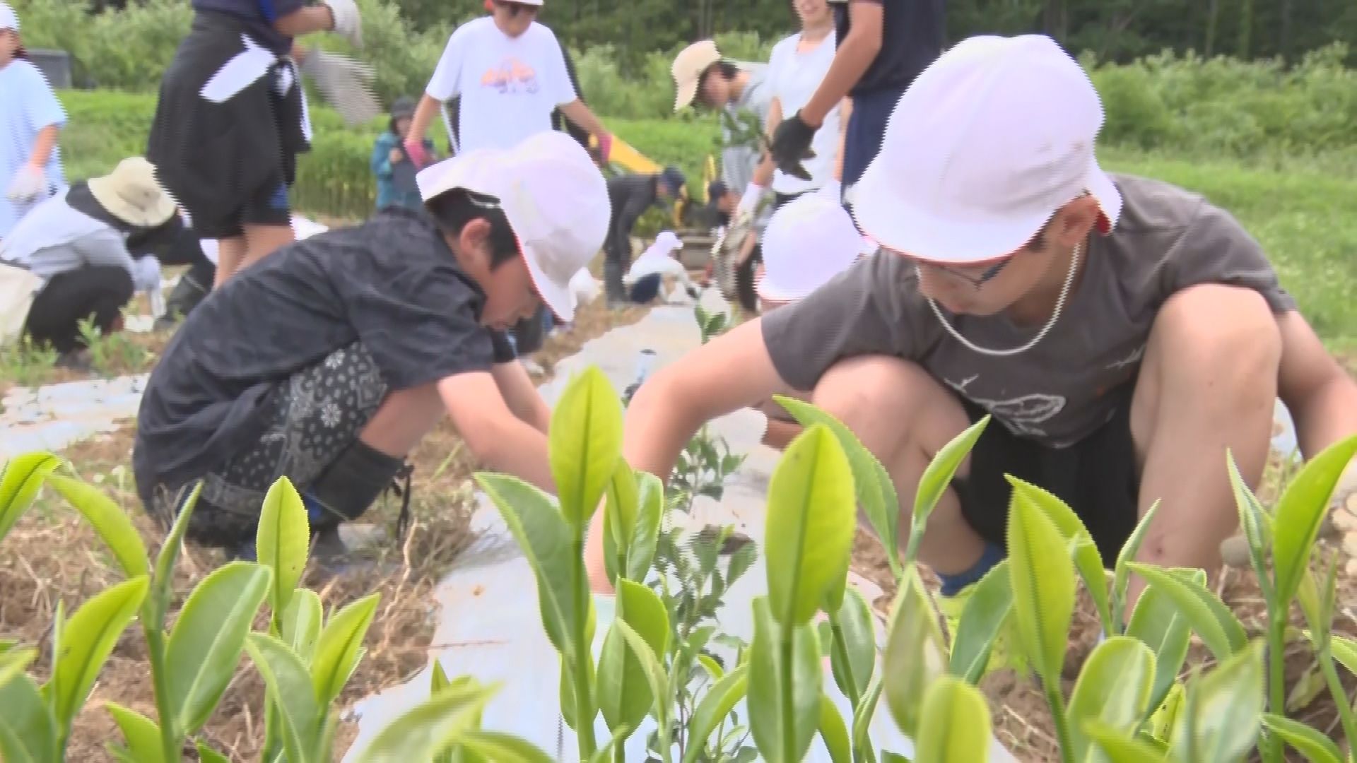 「おいしくなぁれ！」児童が貴重な体験…
