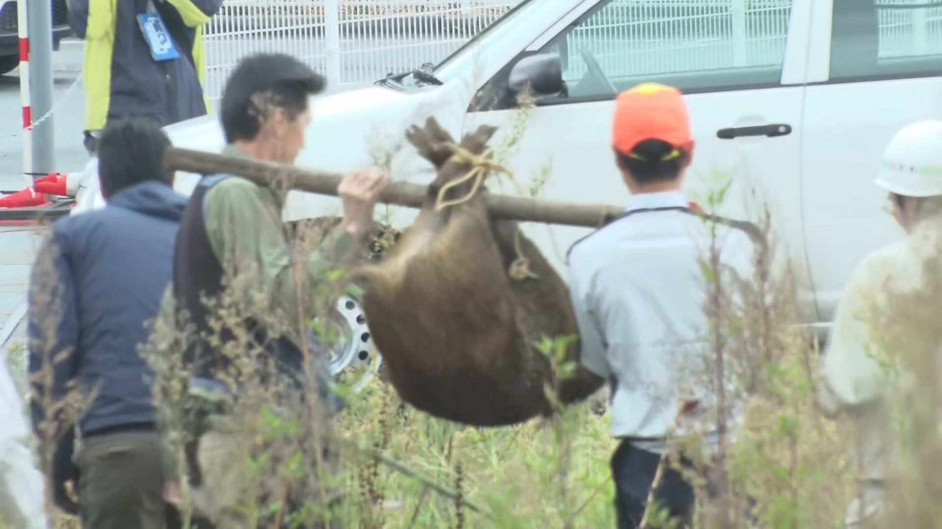 「若いイノシシが迷い込んだのでは」上田市で成獣のイノシシ1頭捕獲…前日から目撃相次ぐ【長野】