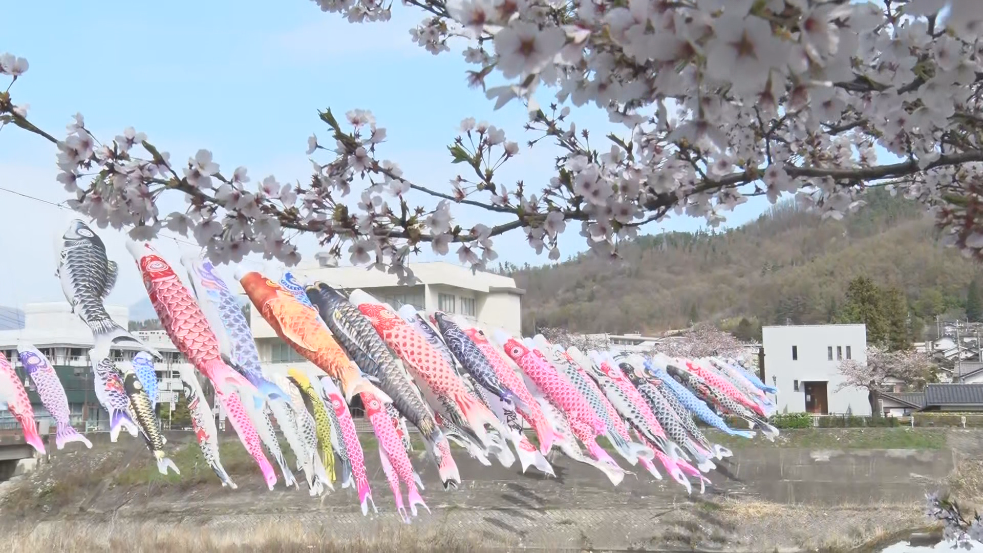 「サクラと鯉のぼり」上田の最高気温27.6度！6月下旬並み　県内20地点で今年一番の最高気温【長野】…